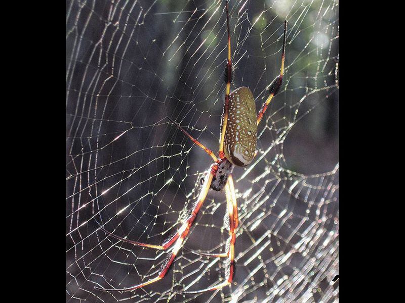 Banana spider, usually found in coastal Ga. and other states, is being seen more often in north Georgia. This one was found near Grovetown. CREDIT: David Welch.