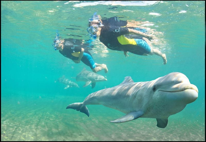 The Serenity Snorkel with Dolphins program at Atlantis Paradise Island allows resort guests to interact with dolphins. CONTRIBUTED BY ATLANTIS PARADISE ISLAND
