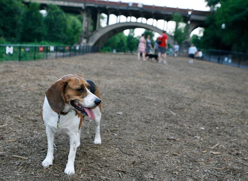 A Beagle mix named Sadie pauses to take in the scene in the large dog run area in the Piedmont Dog Park. AJC FILE PHOTO