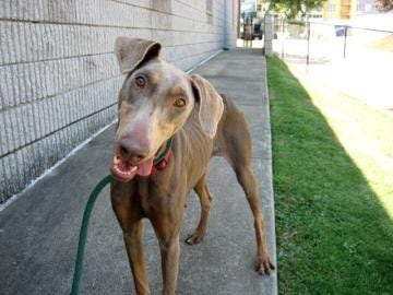 Pets for adoption from the Atlanta Humane Society