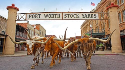 The twice daily “cattle drive” in the Stockyards District is one of the city’s most popular tourist attractions. (Visit Fort Worth)