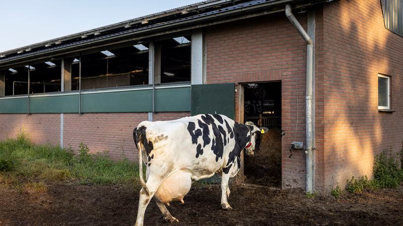 A cow walks inside the stable of a cow farm in Woudenberg, Netherlands, July 23, 2022. On July 1, 2023, Georgia and Iowa officially became two of more than two dozen states that have legalized the sale of raw milk, or milk that has not been pasteurized. Ilvy Njiokiktjien/The New York Times