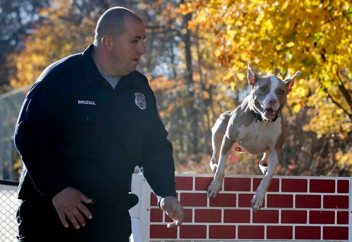 Pit Bull police dog