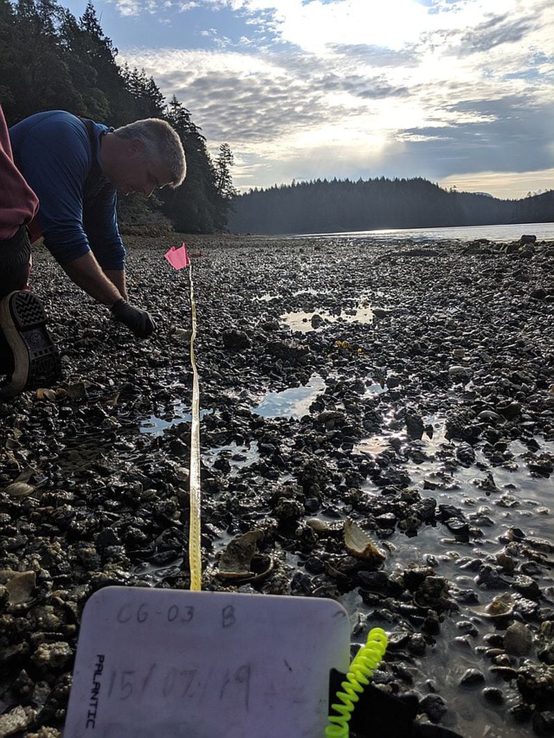 Marco Hatch works on a clam garden in 2019. (Photo courtesy of Marco Hatch)