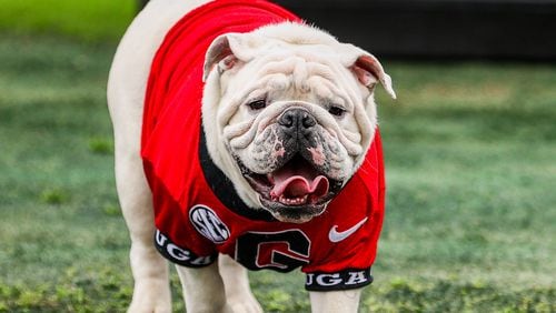 Uga XI, nicknamed Boom, stepped onto Dooley Field at Sanford Stadium in Athens, Ga., on Friday, April 7, 2023. Uga XI will be collared at Georgia’s annual G-Day the following week on Saturday, April 15, 2023. (Tony Walsh/UGAAA)