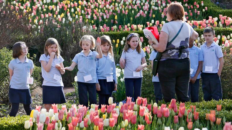 Students from the Museum School of Avondale Estates visited the gardens. Atlanta Blooms is in full swing as hundreds of thousands of tulips and daffodils are in bloom at the Atlanta Botanical Garden. The Garden has nearly 300,000 bulbs in its collection, including more than 61,000 new ones planted last fall. BOB ANDRES / BANDRES@AJC.COM