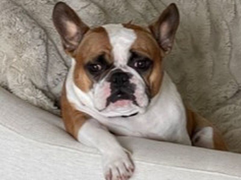 Boss Haliburton, a 2-year-old French Bulldog, is the Dog of the Day. (Courtesy photo)