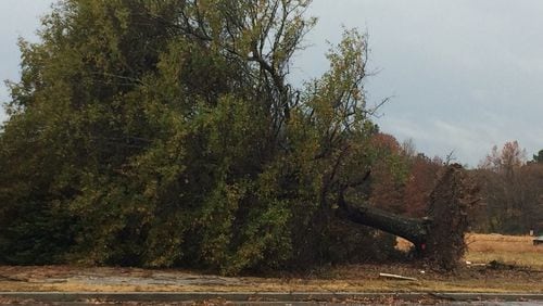 A tree was uprooted in Cobb County during Wednesday's storms. RAISA HABERSHAM / RAISA.HABERSHAM@AJC.COM