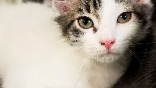 A program to allow nonprofit groups to trap, neuter, vaccinate and return unowned cats outdoors is meant to reduce the stray population in Peachtree City. Courtesy Fayette County Animal Control