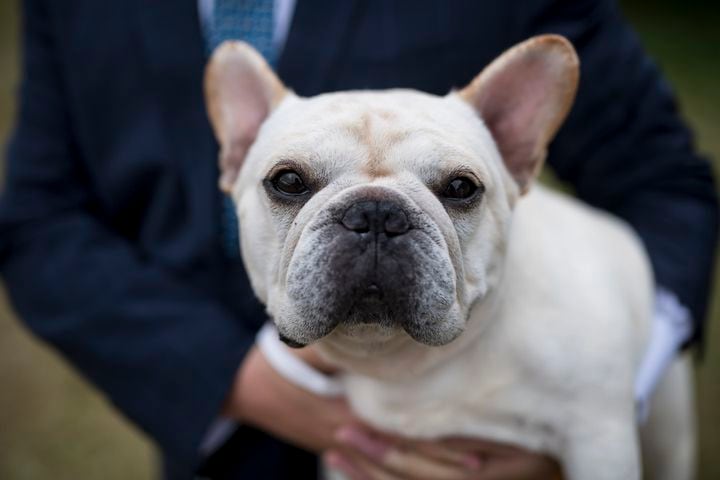 A French Bulldog named Mathew, who won the non-sporting group, at the Westminster Kennel Club Dog Show, held at the Lyndhurst Mansion in Tarrytown, N.Y., on Sunday, June 13, 2021. (Karsten Moran/The New York Times)