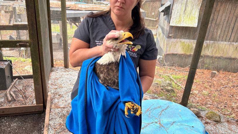 Wildlife Care Supervisor Sami Netherton holds the injured bald eagle, whose right wing was broken, after its arrival at AWARE Wildlife Center at the base of Arabia Mountain in Stonecrest.
(Courtesy of AWARE Wildlife Center)