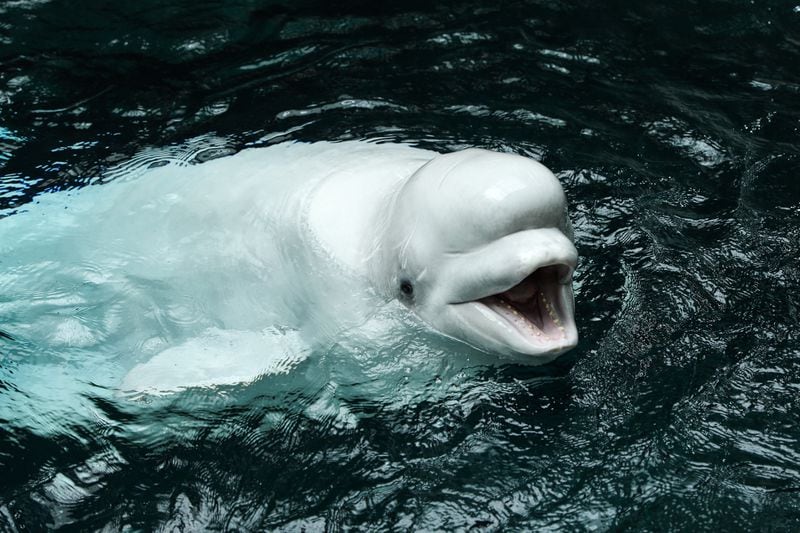 Whisper, a 19-year-old beluga, arrived at Georgia Aquarium this week from Sea World Orlando.