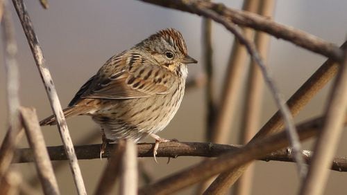 The Lincoln's sparrow, an elusive and uncommon species in Georgia, was one of the surprises seen during a recent record-setting Big Day birding effort in Georgia. (Courtesy of ADJ82/Wikipedia/Creative Commons)