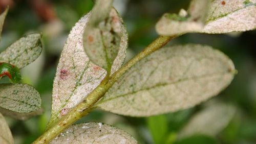 Azalea lace bugs suck chlorophyll, turning leaves white. (Walter Reeves for The Atlanta Journal-Constitution)