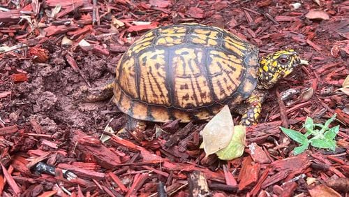 A female Eastern box turtle excavates a nest site to lay her eggs. Recent observations indicate that armadillos may be destroying turtle nests and eating the eggs at a voracious rate. (Courtesy of Pandhambooguy/Creative Commons)