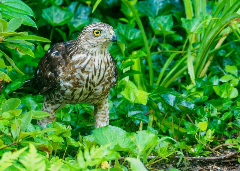 Cooper’s hawks have short, rounded wings and long, rudder-like tails, which allow them to maneuver among trees and underbrush. 
(Courtesy of Steve Rushing & Rushing Outdoors)