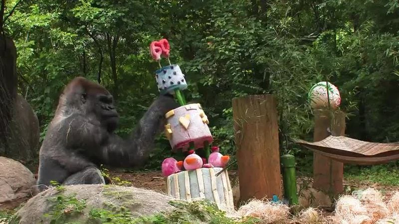Zoo Atlanta's Ozzie turned 60 in 2020.