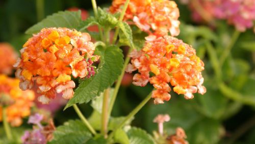 The bright flowers of ‘Miss Huff’ lantana are very attractive to butterflies and other pollinators. PHOTO CREDIT: Walter Reeves
