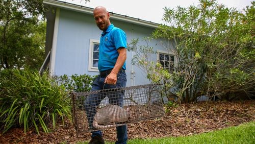 Wildlife trapper Chris Walsh, with Pro Wildlife Removal in Trinity, Florida, removes an armadillo he trapped at a home in Largo. Armadillos can carry the bacteria that cause leprosy in humans, so scientists urge people not to play with them and to use gloves when handling soil in areas where the armored mammals live. (Douglas R. Clifford/Tampa Bay Times)