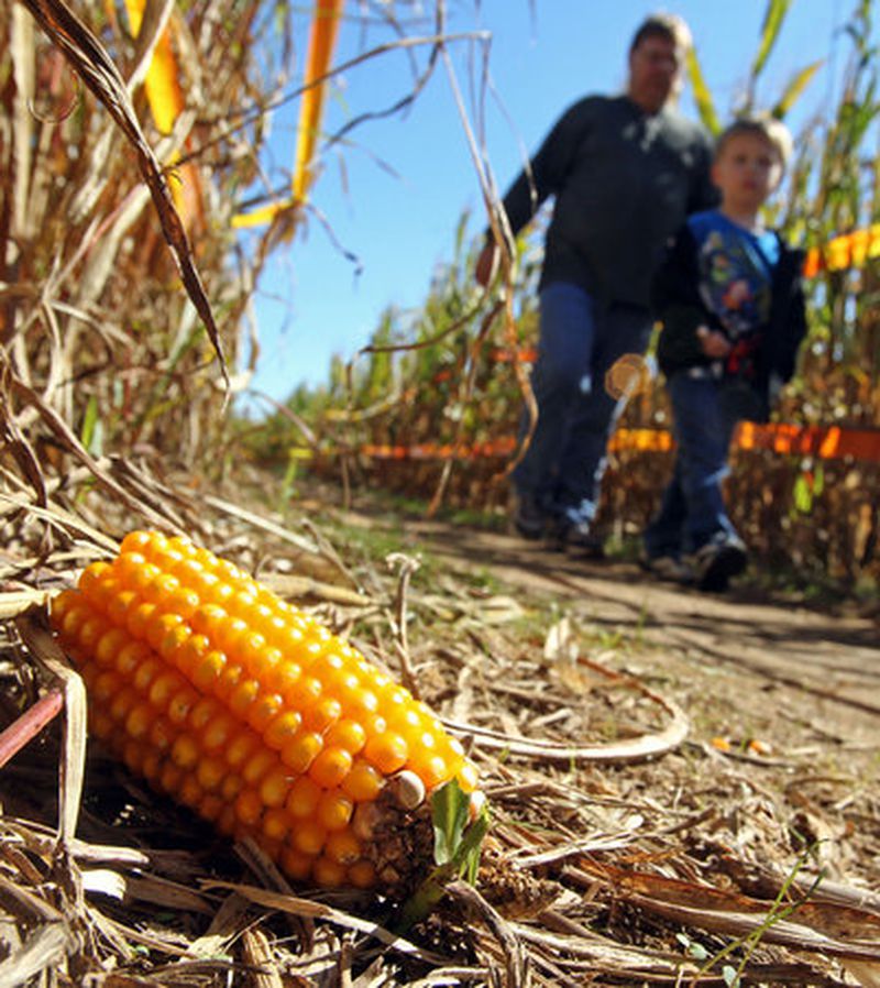 Visitors walk by a fallen piece of corn as they exit the corn maze.