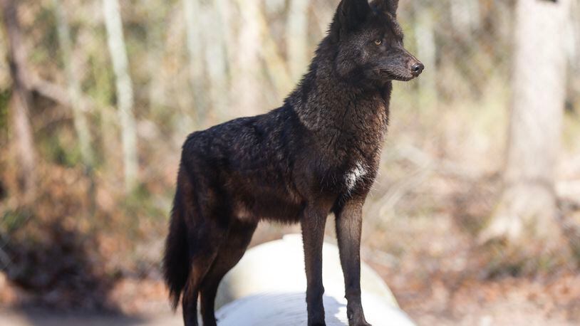 Carmine, a rare black coyote that was rescued in Smyrna in 2020 plays at Yellow River Wildlife Sanctuary on Monday, January 23, 2023.  (Natrice Miller/natrice.miller@ajc.com)
