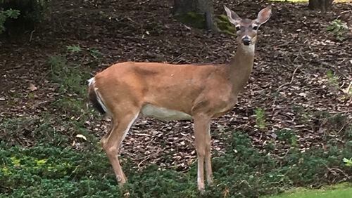 North Fulton police departments are reminding drivers to be on the lookout for deer crossing roadways. (Photo by Karen Huppertz for the AJC)