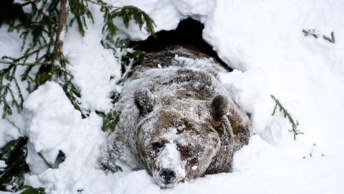A hibernating bear awakens from his slumber at a zoo in Finland. President Donald Trump has a signed a measure into law that would allow hunters to shoot bears like this when they’re hibernating for the winter.