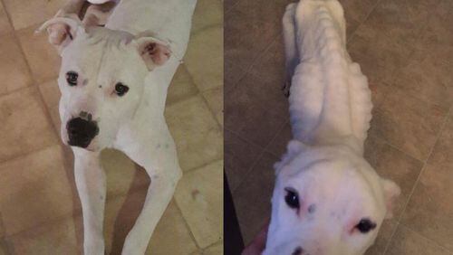 These two photos show the pit bull mix Lucky before he was given to a pet-sitter who was to provide foster care, and after he was recovered. Photo: courtesy Justine Stinnett