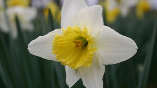 Leave foliage to wither after daffodil flowers fade. Contributed: Walter Reeves