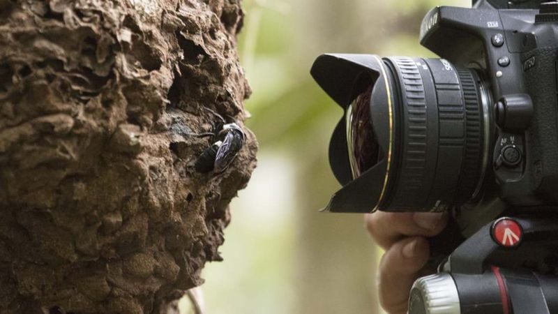 Natural history photographer Clay Bolt makes the first ever photos of a living Wallace’s giant bee at its nest, which is found in an active termite mound in the North Moluccas, Indonesia.