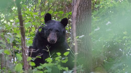 An American black bear like this one was hit by a car along Ga. 400 early Tuesday, Sandy Springs police confirmed.