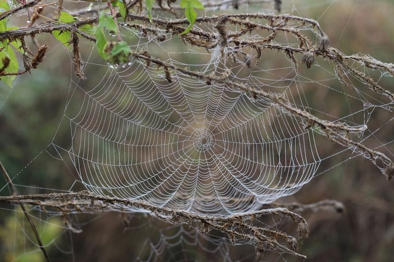 The best spider web wound dressings are fresh and clean so their natural healing qualities are in full force. (Handout/TNS)