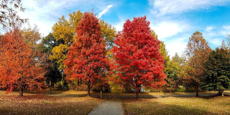 Piedmont Park offered stunning views of fall foliage. HANDOUT