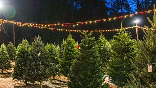 Christmas trees are being sold every day to benefit Calvary Children's Home, 1430 Lost Mountain Road, Powder Springs. (Courtesy of Calvary Children's Home)