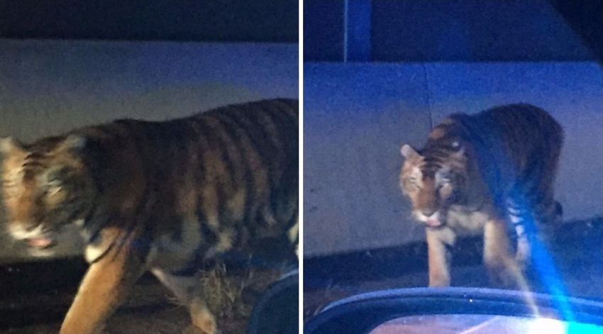 Tiger down, shots fired near I-75 North in Henry County