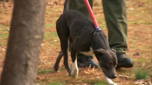 This dog attacked a child walking to the school bus on Tuesday morning in DeKalb County, Channel 2 Action News reported.