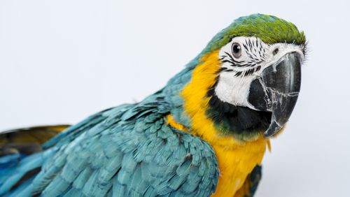 A Macaw parrot, similar to the one pictured, reportedly cursed out the London Fire Brigade while they attempted to rescue her from a rooftop. (Photo by Keith Tsuji/Getty Images)