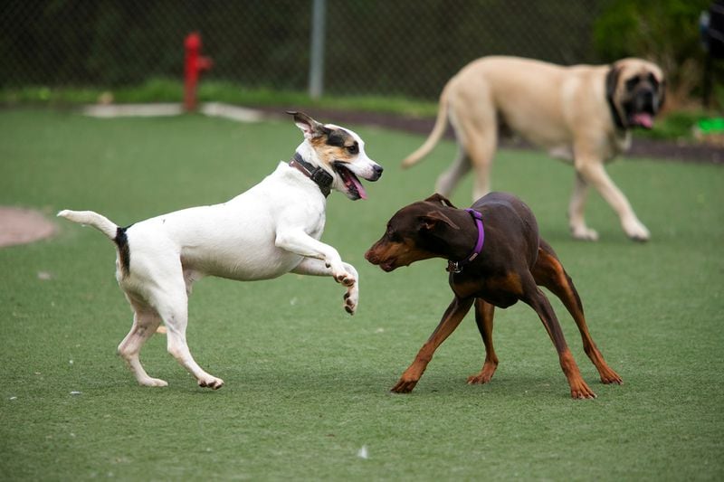 Dogs play at Newtown Dream Dog Park Saturday, March 21, 2015, in Johns Creek. PHOTO / JASON GETZ