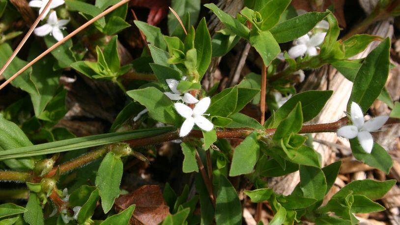 Buttonweed has white flowers aboveground plus underground stems. (Walter Reeves for The Atlanta Journal-Constitution)