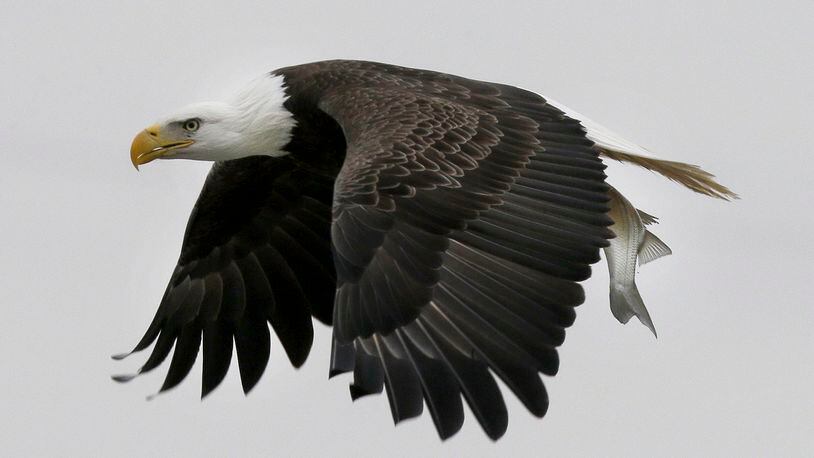 Charges were filed after a dead bald eagle was found in Bulloch County. (Gerry Broome / Associated Press)