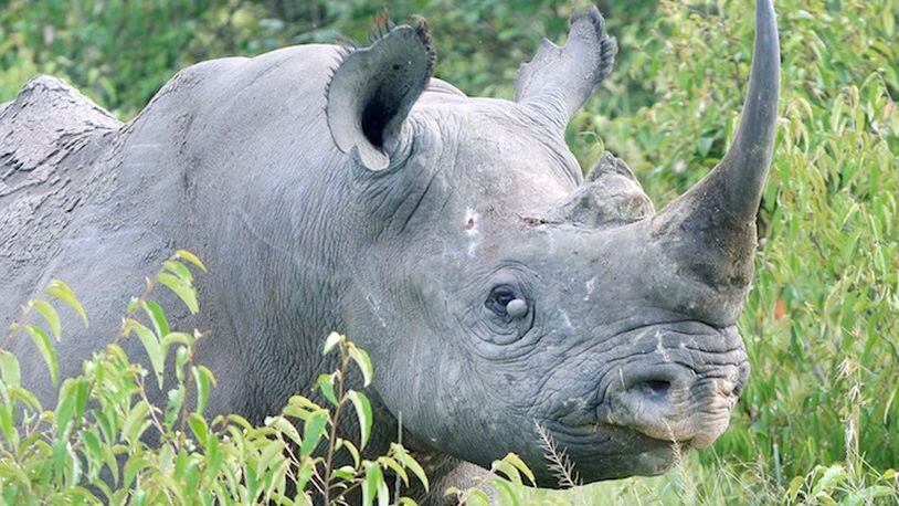 A rhinoceros is typically among the more difficult animals to find during a game drive in the Maasai Mara National Reserve in Kenya. This one was resting and feeding in a clump of bushes. (Sam Cook/Duluth News Tribune/TNS)