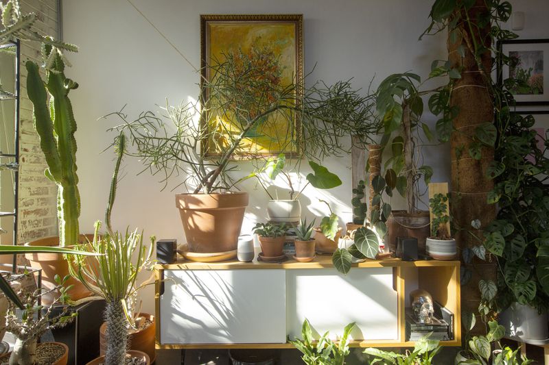 When decorating with houseplants, vary plants with different heights, volume and texture.