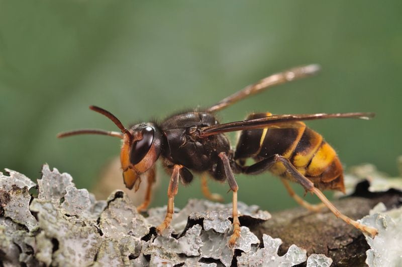 The yellow-legged hornet is shown in this file photo.