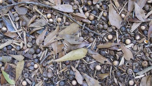 A carpet of acorns will sprout into small seedlings that are terribly difficult to pull. (Courtesy of Daryl Pulis)