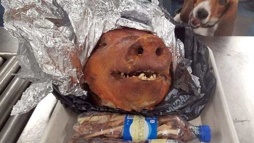 U.S. Customs and Border Protection K9 "Hardy" detected this roasted pig head in checked luggage at Hartsfield-Jackson.