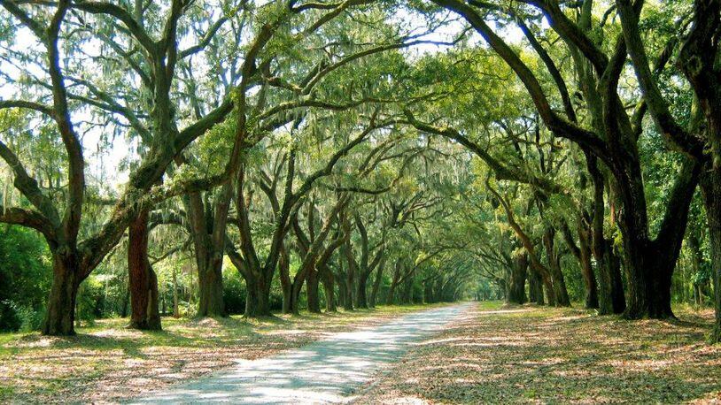 Massive live oak trees line the driveway to Wormsloe State Historic Site in Savannah.