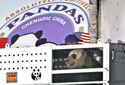 Panda Mei Lan flies out of Atlanta
