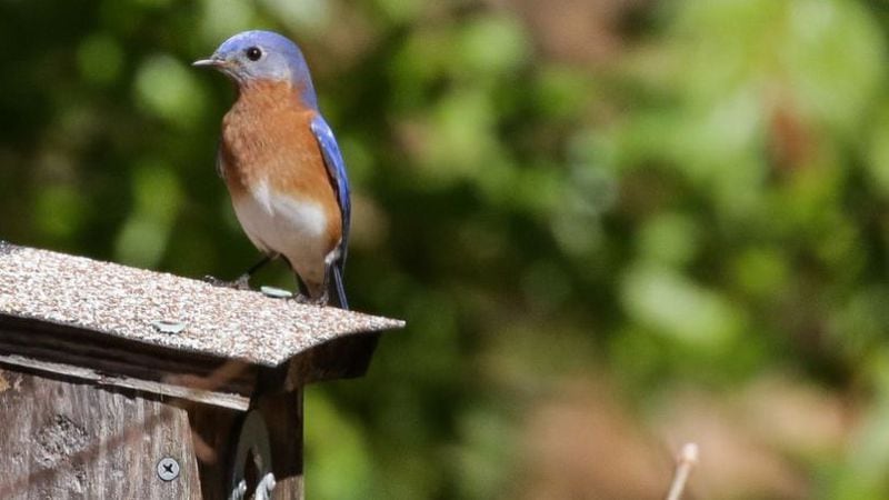 Visit the Dunwoody Nature Center to learn how to spot and identify birds.