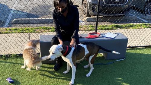 LaShaundria Bennett returned to Lifeline Animal Services Project to pick-up her dogs from foster care. Nikki is a Shih Tzu and Yorkie mix and Ben is a pit bull. Photo courtesy of Lifeline