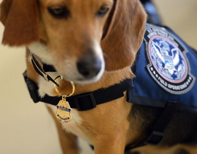 MARCH 16, 2017  NEWNAN U.S. Customs and Border Protection  Agriculture Specialist Amabelle Gella and âMurray,â K9 Beagle, perform a search during a demonstration at the National Detector Dog Training Center in Newnan, Thursday, March 16, 2017.  Murray was rescued in the Northeast Georgia Animal Shelter after sustaining obvious injuries. After his rescue, he was trained as an agriculture detector dog through the USDA.  He'll work at Hartsfield Jackson International Airport. KENT D. JOHNSON/AJC